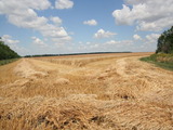 поле_рожь_пшениц